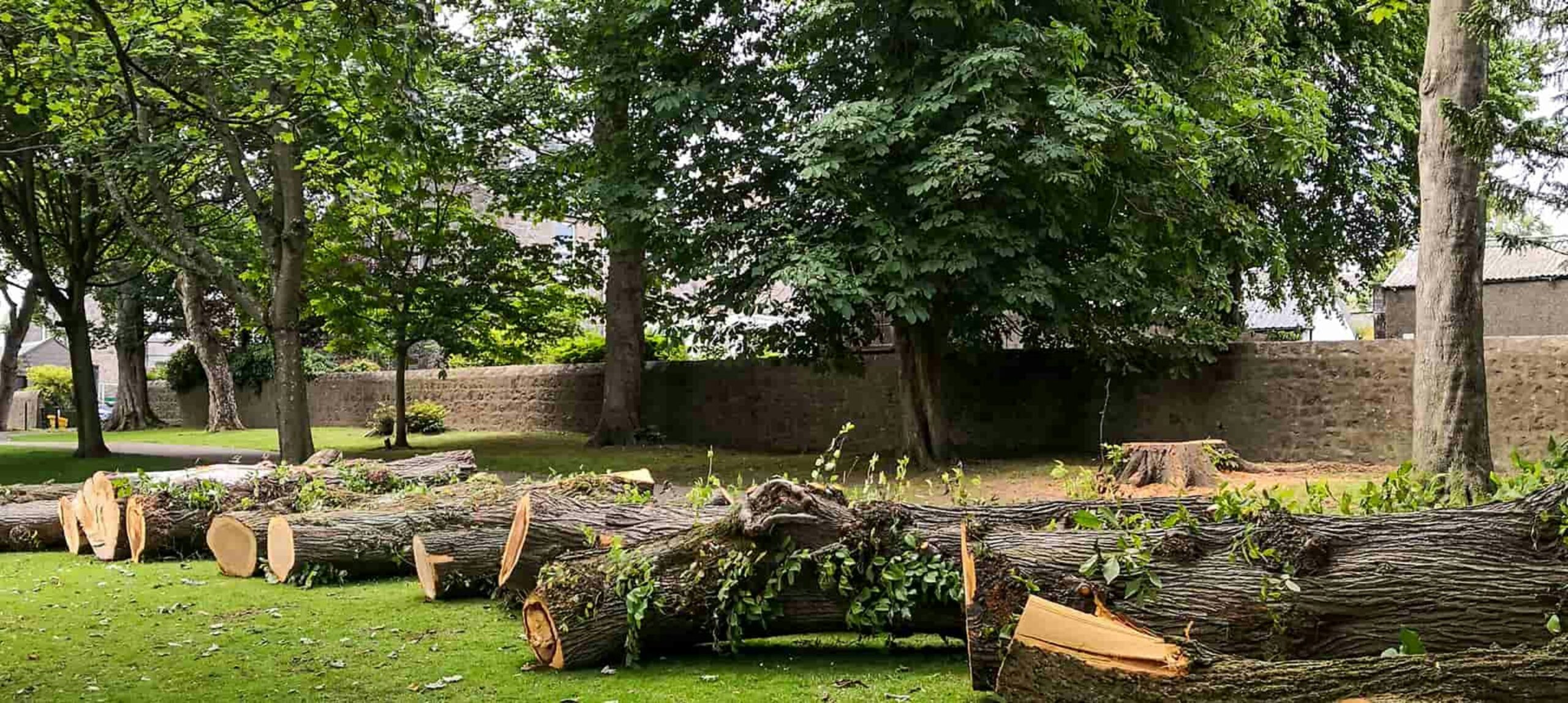 Clean yard after tree removal