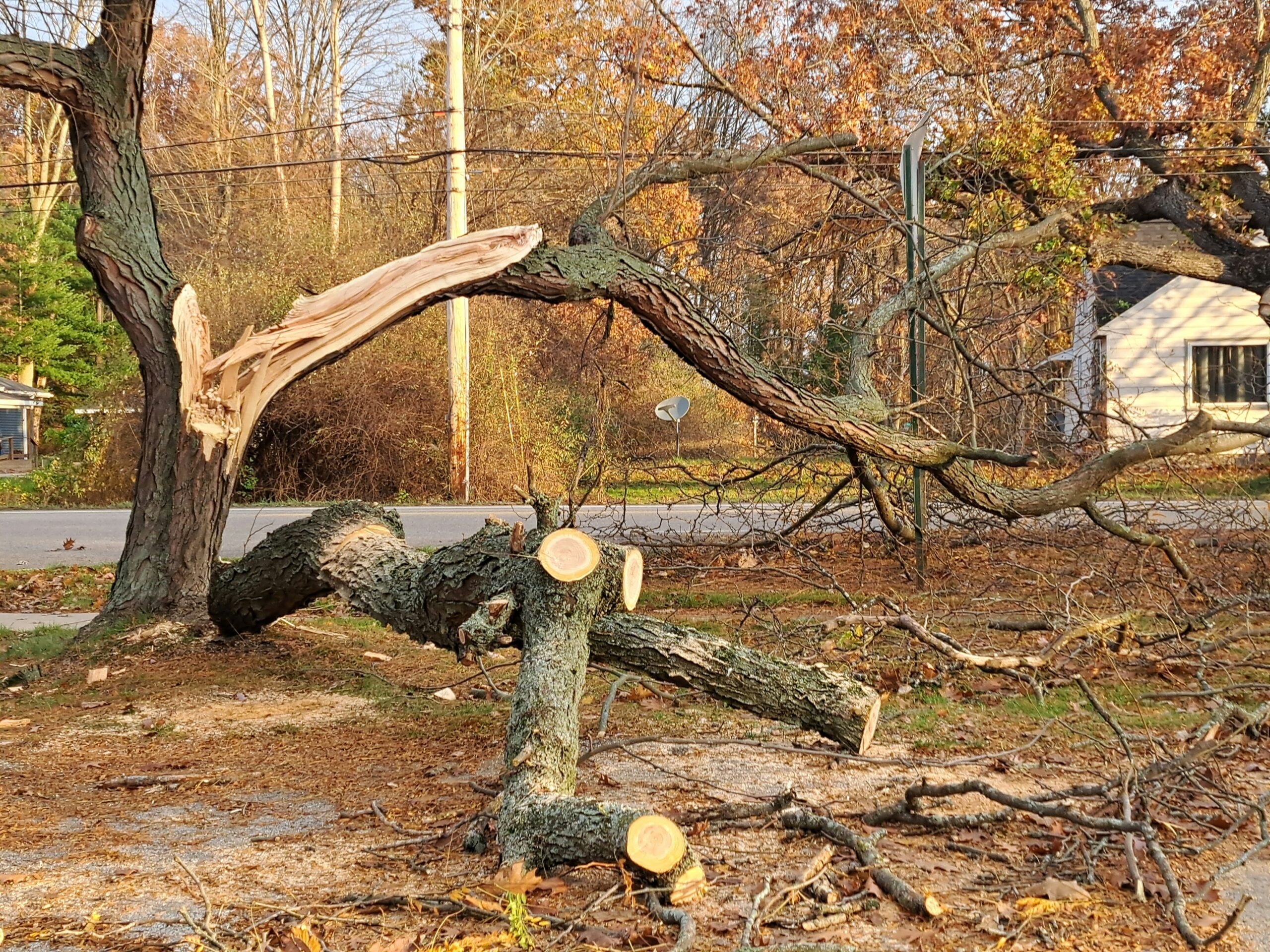 Damaged tree before removal